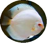 Albino Pure Platinum Discus Fish - 3-3.5 inch inch